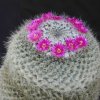 mammillaria_hahniana