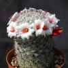 mammillaria_slevinii