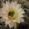 echinopsis-hyb79