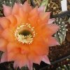 echinopsis-hyb81