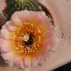 echinopsis-hyb83