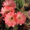 echinopsis-hyb84