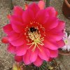 echinopsis-hyb85