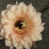 echinopsis-lachs1-paramount