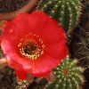 echinopsis-rosalie