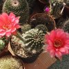 echinopsis-ute-sunbekanute