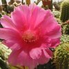 echinopsis-violaceum