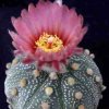 astrophytum-hyb4