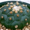 astrophytum-sk-mr-kitsukow