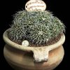 mammillaria magnimamma